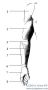 Regiones Membri Superioris * Regiones membri superioris1 - Regio deltoidea,2 - Regio brachialis anterior,3 - Regio cubitalis anterior,4 - Regio antebrachialis anterior,5 - Regio antebrachialis posterior, 6 - Regio carpalis anterior et posterior,7 - Dorsum manus,8 - Digiti, in this illustration pointing at  Digitus secundus= Index
The regions of the arm (Regiones membri superioris) can be described by following the muscles and by viewing the arm in its natural position:
Regio deltoidea (located above the Musculus deltoideus; origin at Scapula and Clavicula; insertion at Humerus) is followed downwards by Regio brachialis anterior and posterior (Brachium= the upper arm, anterior= frontal part, posterior= back part) and Regio cubitalis anterior and posterior (Cubitus= the elbow area) above the elbow joint (Articulatio cubiti). The forearm region (Regio antebrachialis anterior and posterior) ends at the area above the wrist (Carpus; Regio carpalis anterior and posterior). The hand (Manus) can be divided into a frontal (palm) and a back part (Palma and Dorsum manus). It can be further divided into a Thenar (the ball of the thumb), a Hypothenar (the ball of the last finger), a Metacarpus area (above the metacarpal bones), and the fingers (Digiti: I- Pollex, II- Index, III- Digitus medius, IV- Digitus anularis, and V- Digitus minimus).